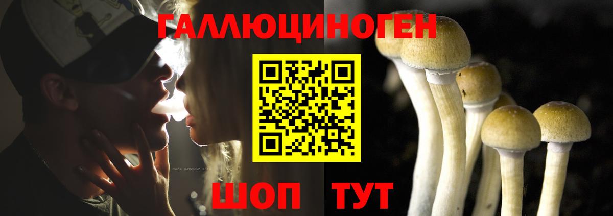 Камышин  Псилоцибиновые грибы Cubensis  Вход с VPN  Галлюциногенные грибы Psilocybe 